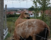 Hodonínsko 047