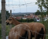 Hodonínsko 048