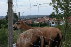 Hodonínsko 048