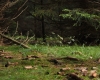 Šumava 132