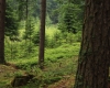 Šumava 143