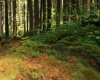 Šumava 279