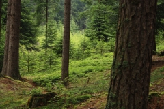Šumava 143