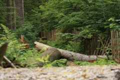Šumava 270
