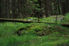 Šumava 299