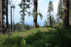 Šumava 319
