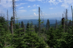 Šumava 377
