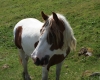 Šumava 2015 141