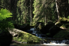 Šumava 2015 136